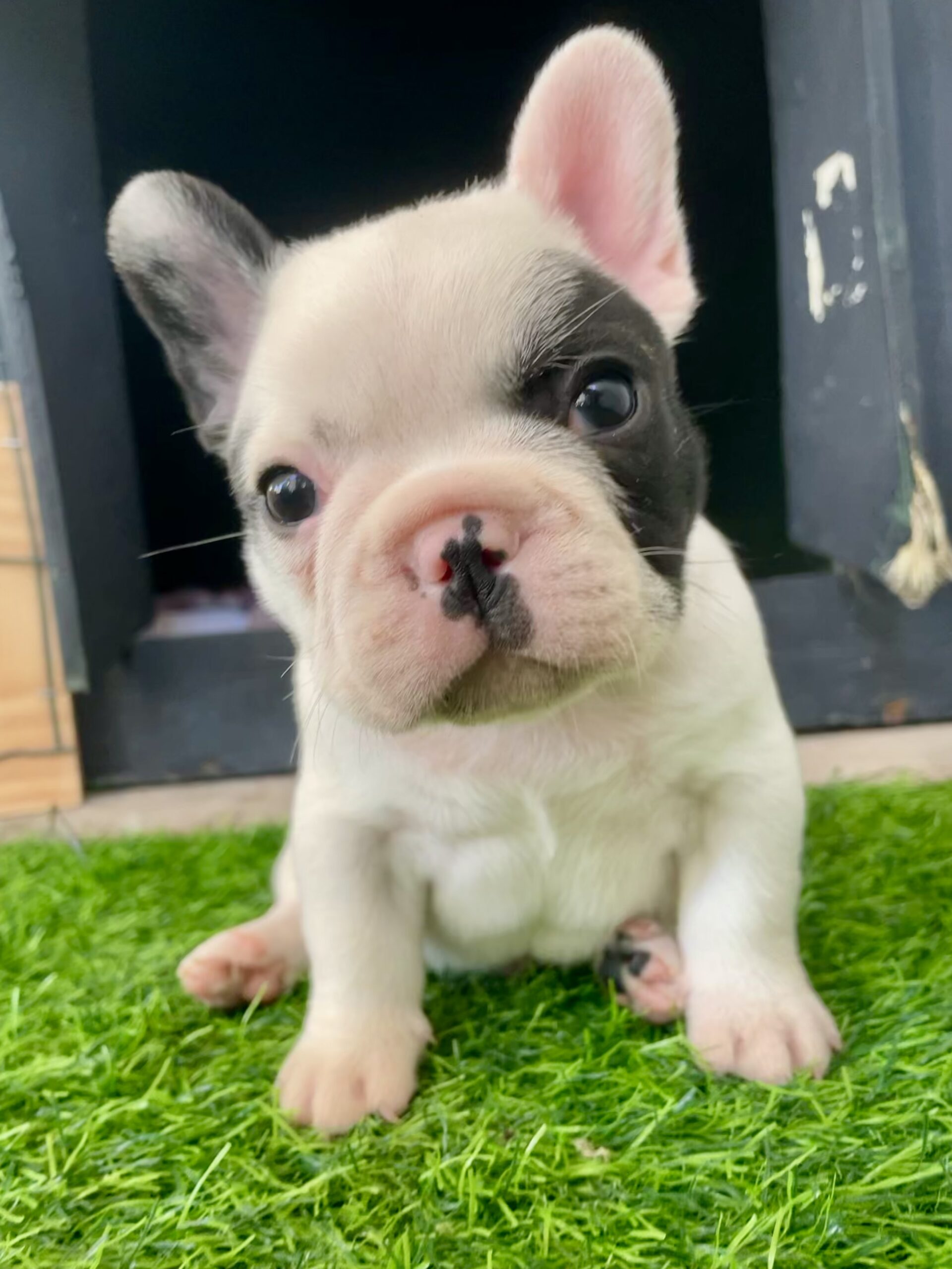 Perigee French Buldog puppies