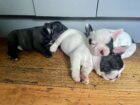 Perigee French Buldog puppies