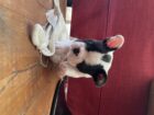 Perigee French Buldog puppies