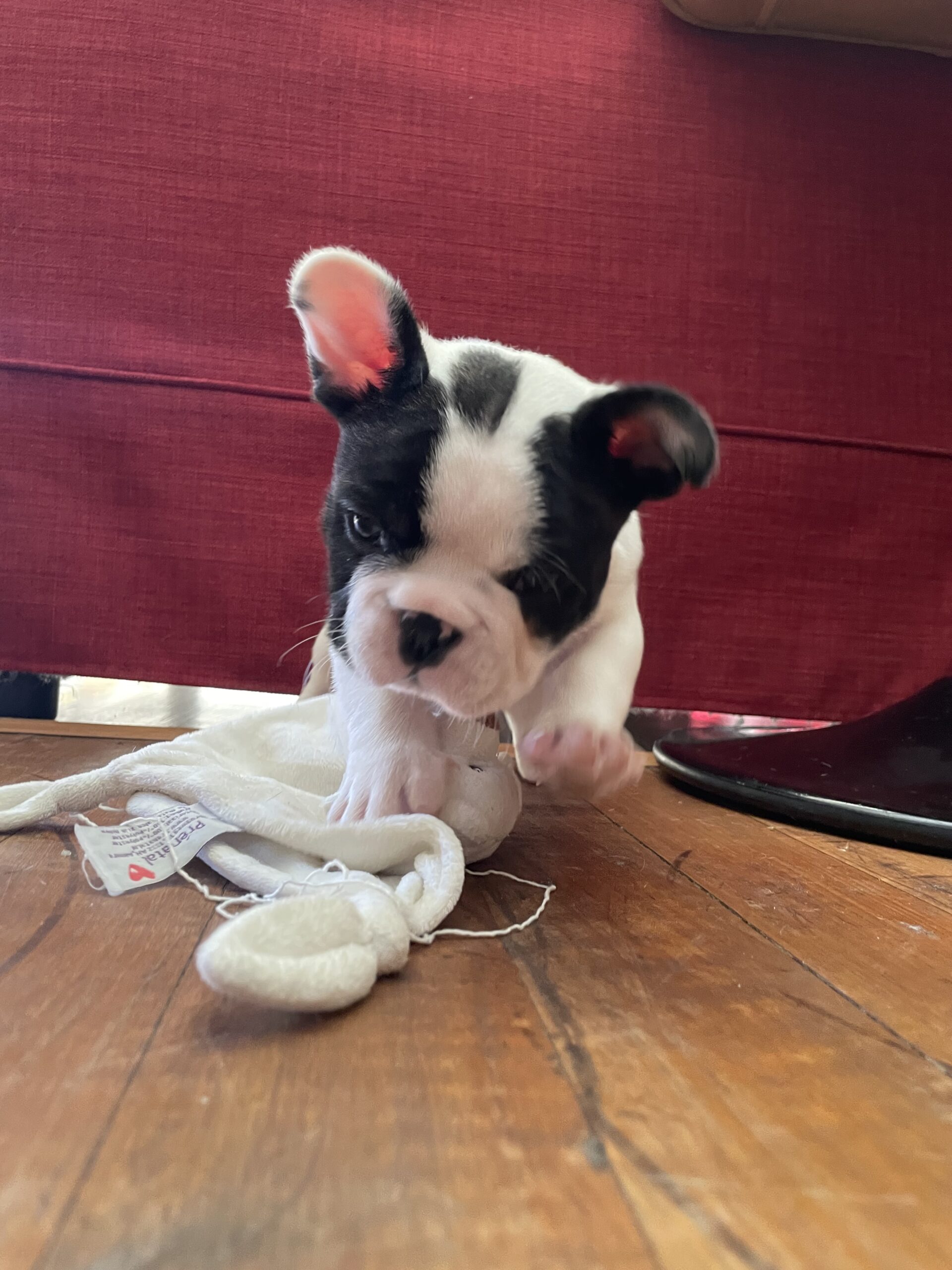 Perigee French Buldog puppies