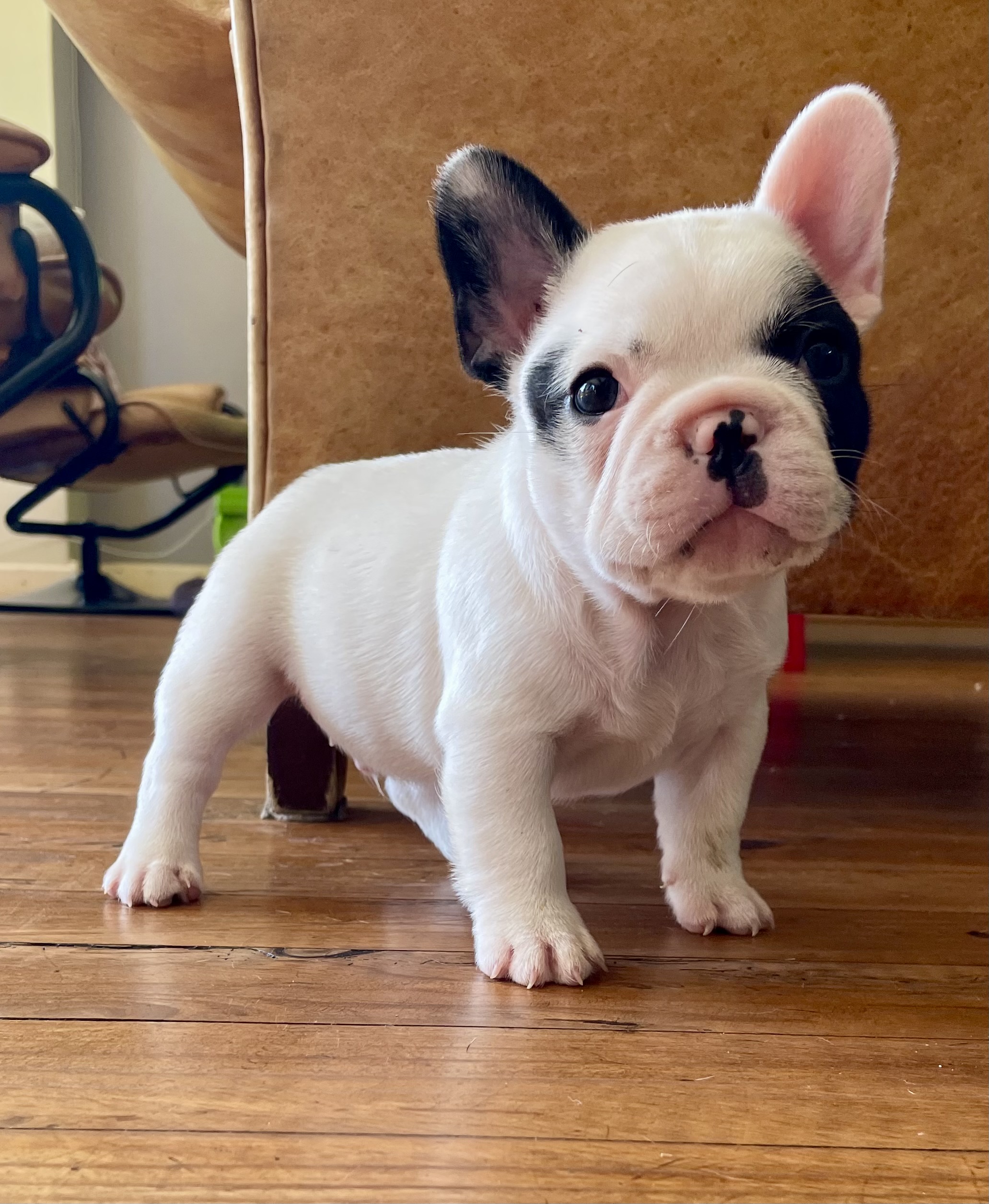 Perigee French Buldog puppies
