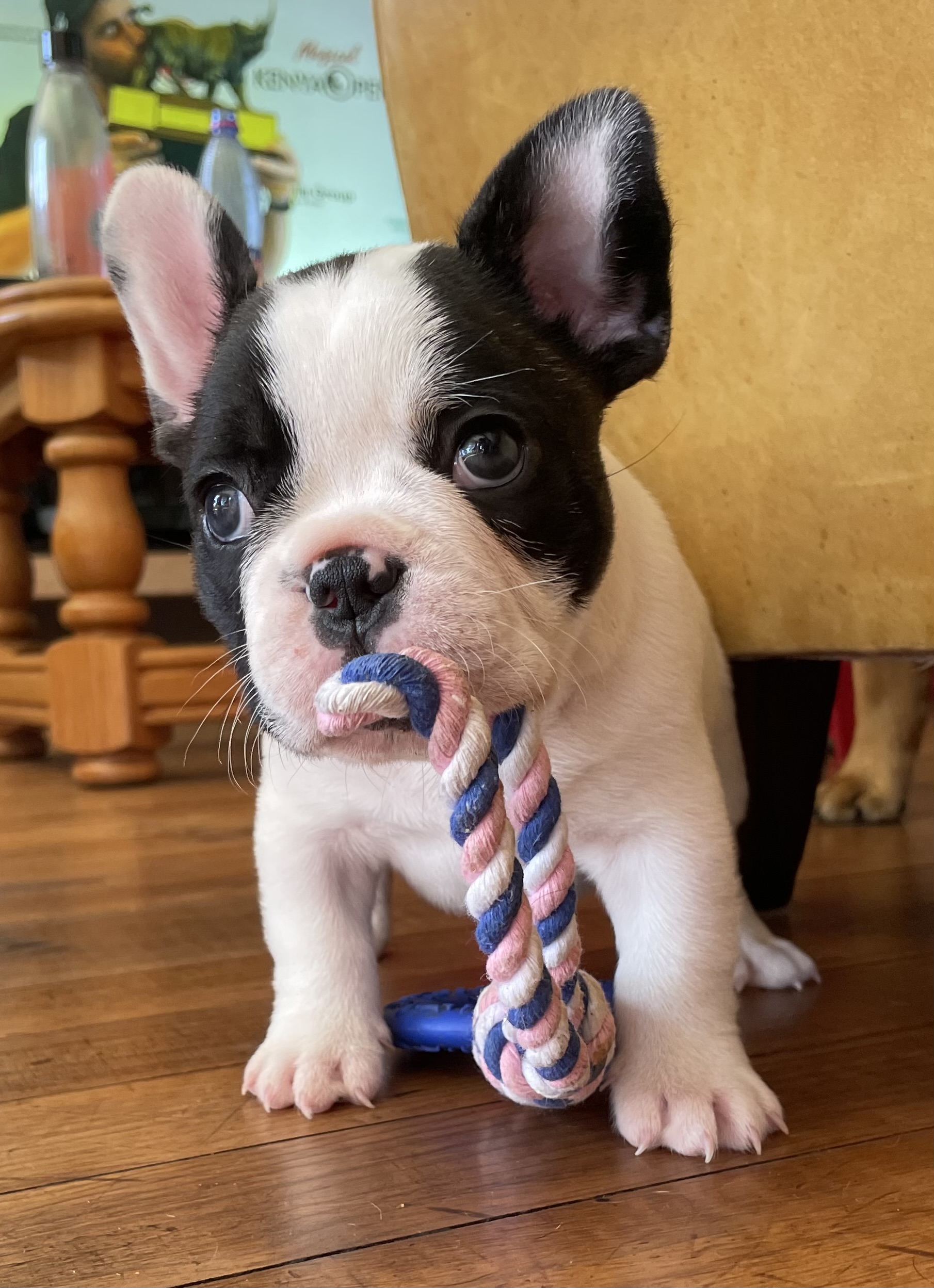 Perigee French Buldog puppies