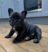 Perigee French Buldog puppies