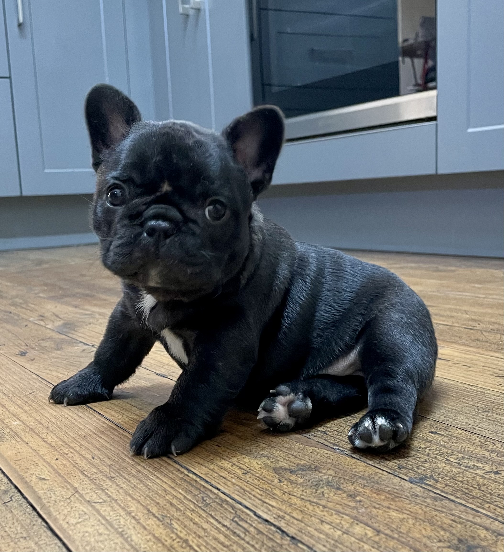Perigee French Buldog puppies