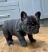 Perigee French Buldog puppies