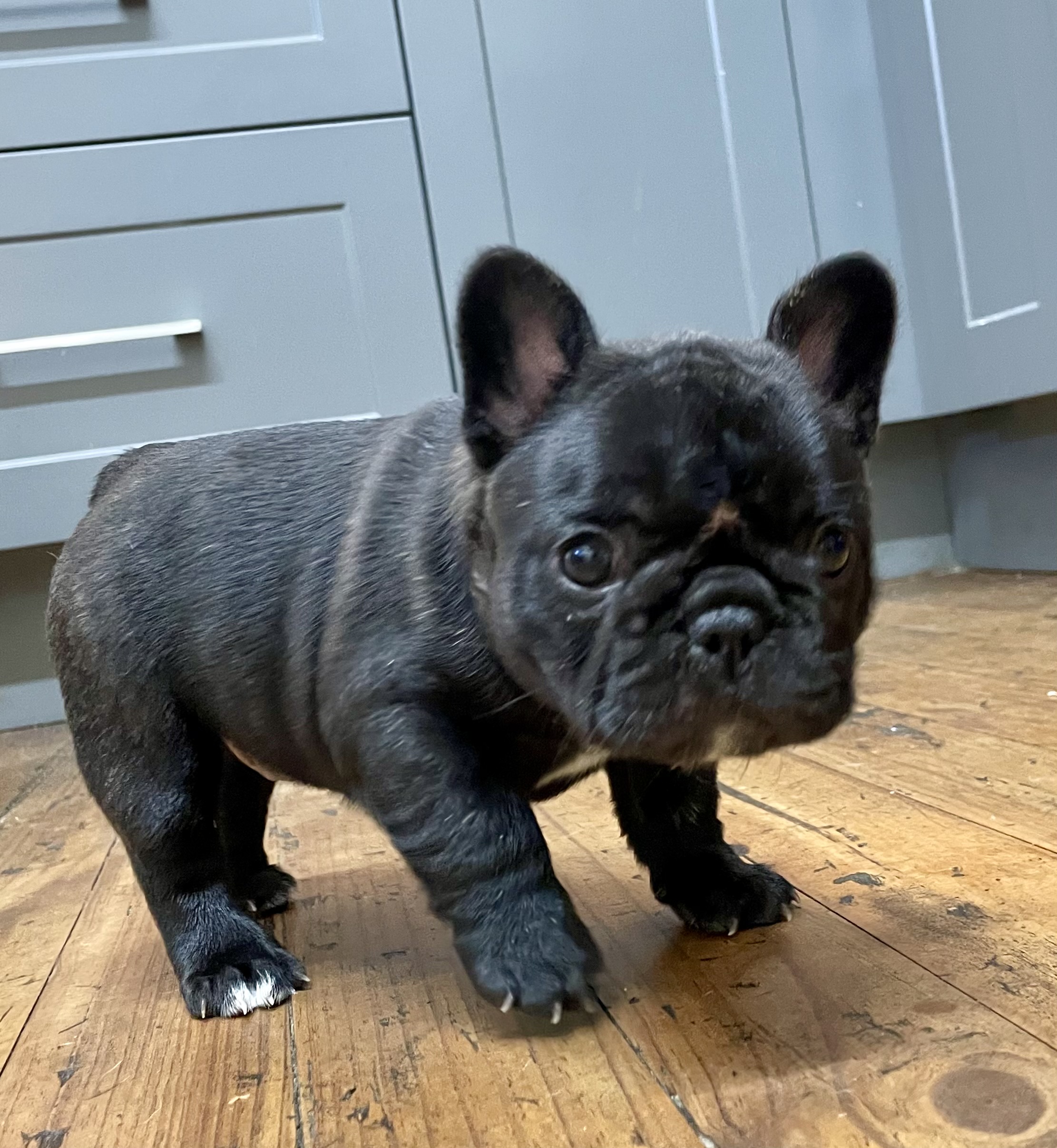 Perigee French Buldog puppies