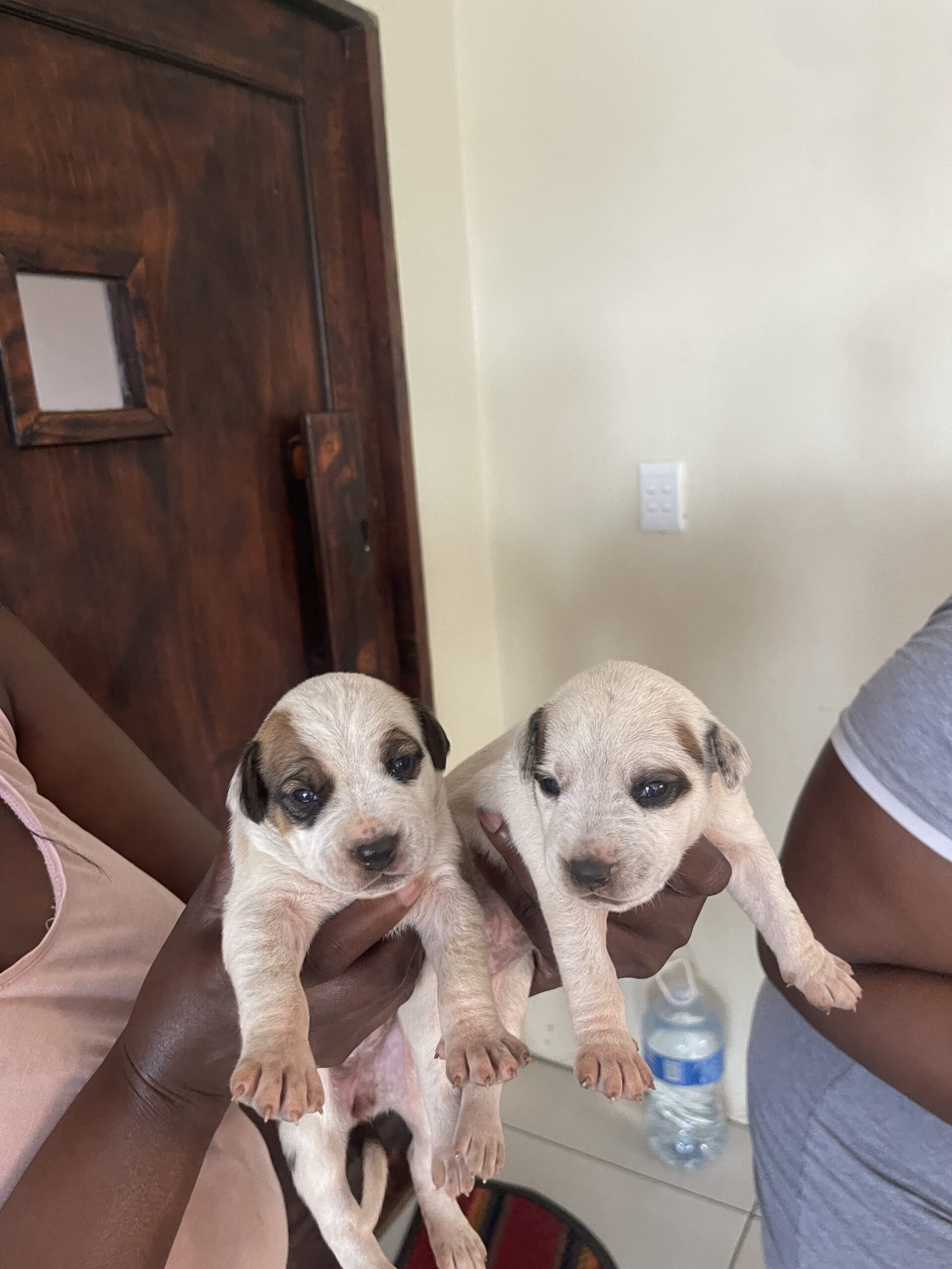 Mix breed pit bull puppies