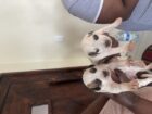 Mix breed pit bull puppies