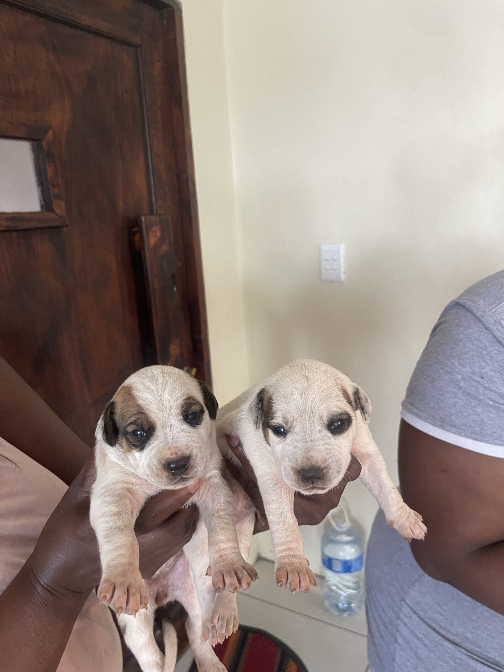 Mix breed pit bull puppies