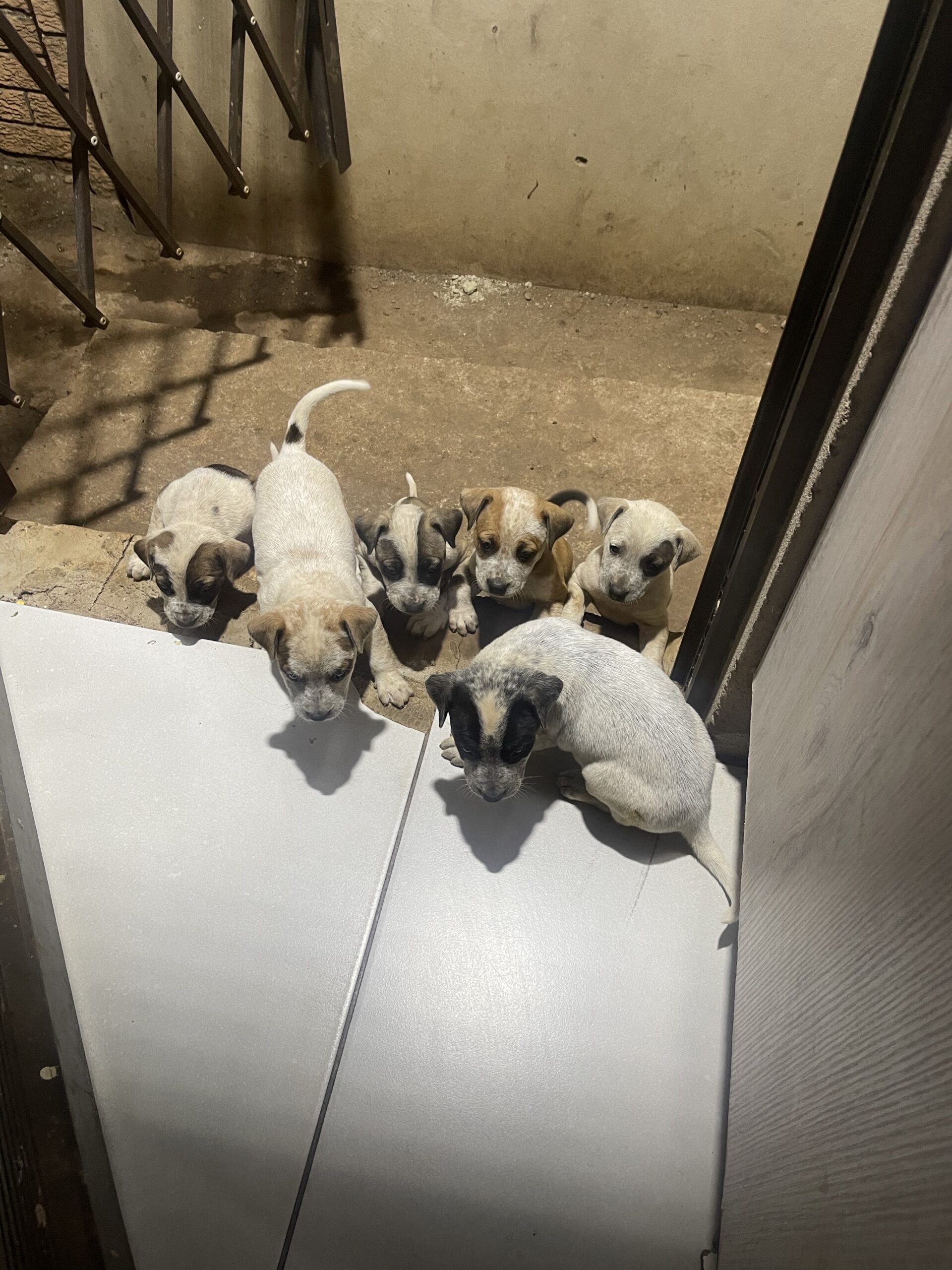 Mix breed pit bull puppies