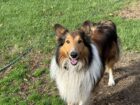 Registered Purebred Rough Collie Puppies – Booking Now for March 2026