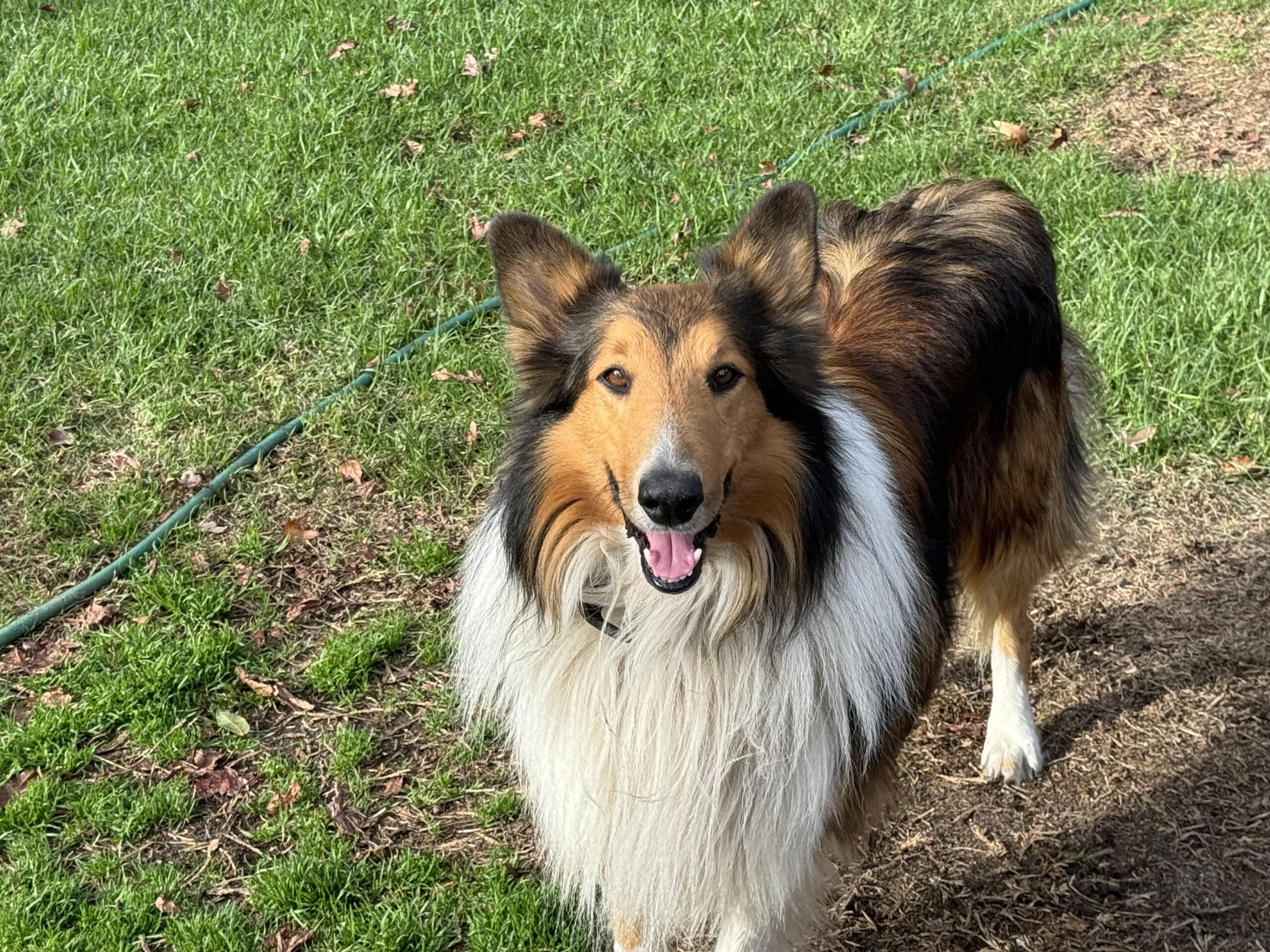 Registered Purebred Rough Collie Puppies – Booking Now for March 2026