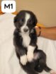 Border Collie Puppies