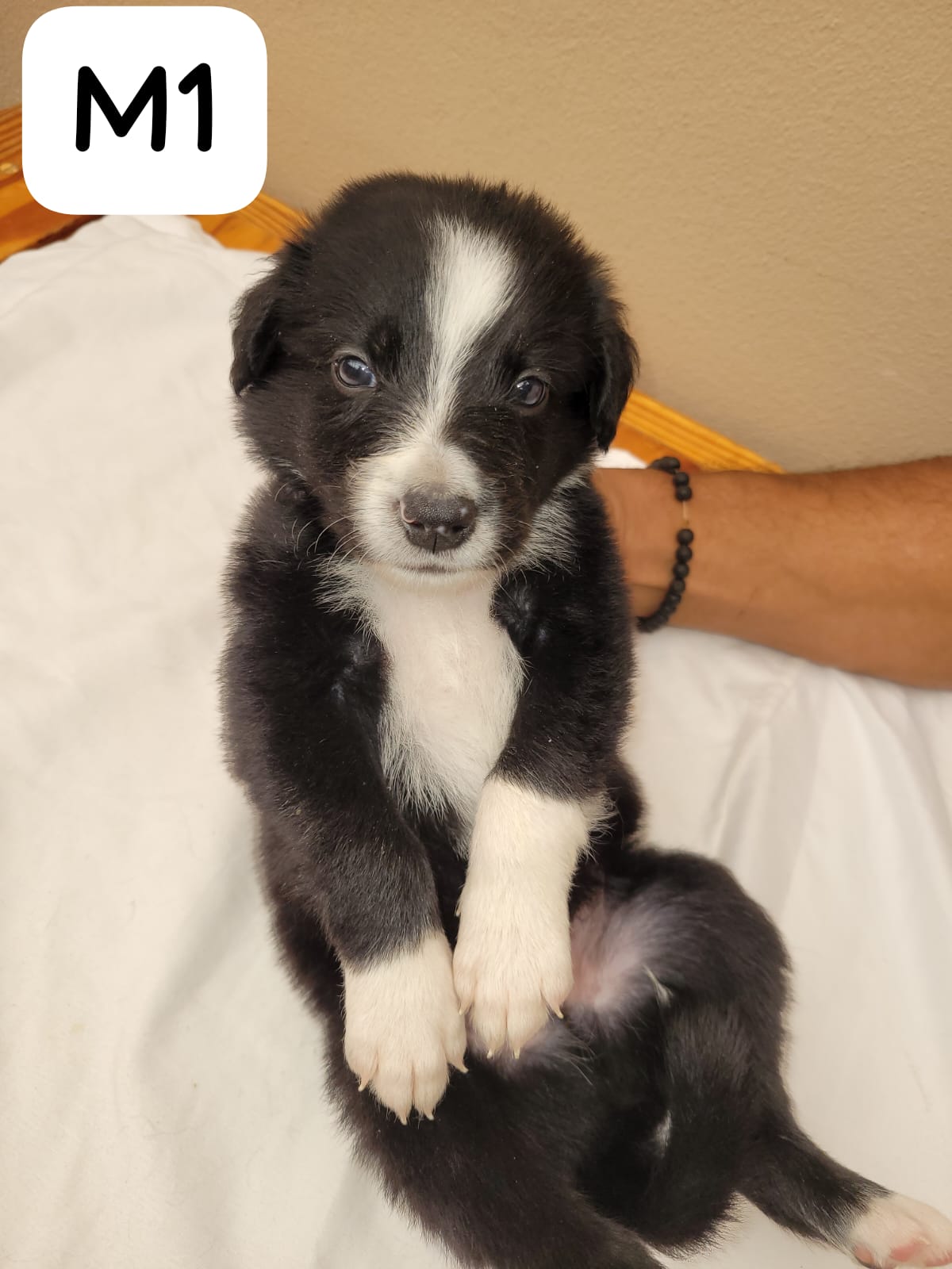 Border Collie Puppies