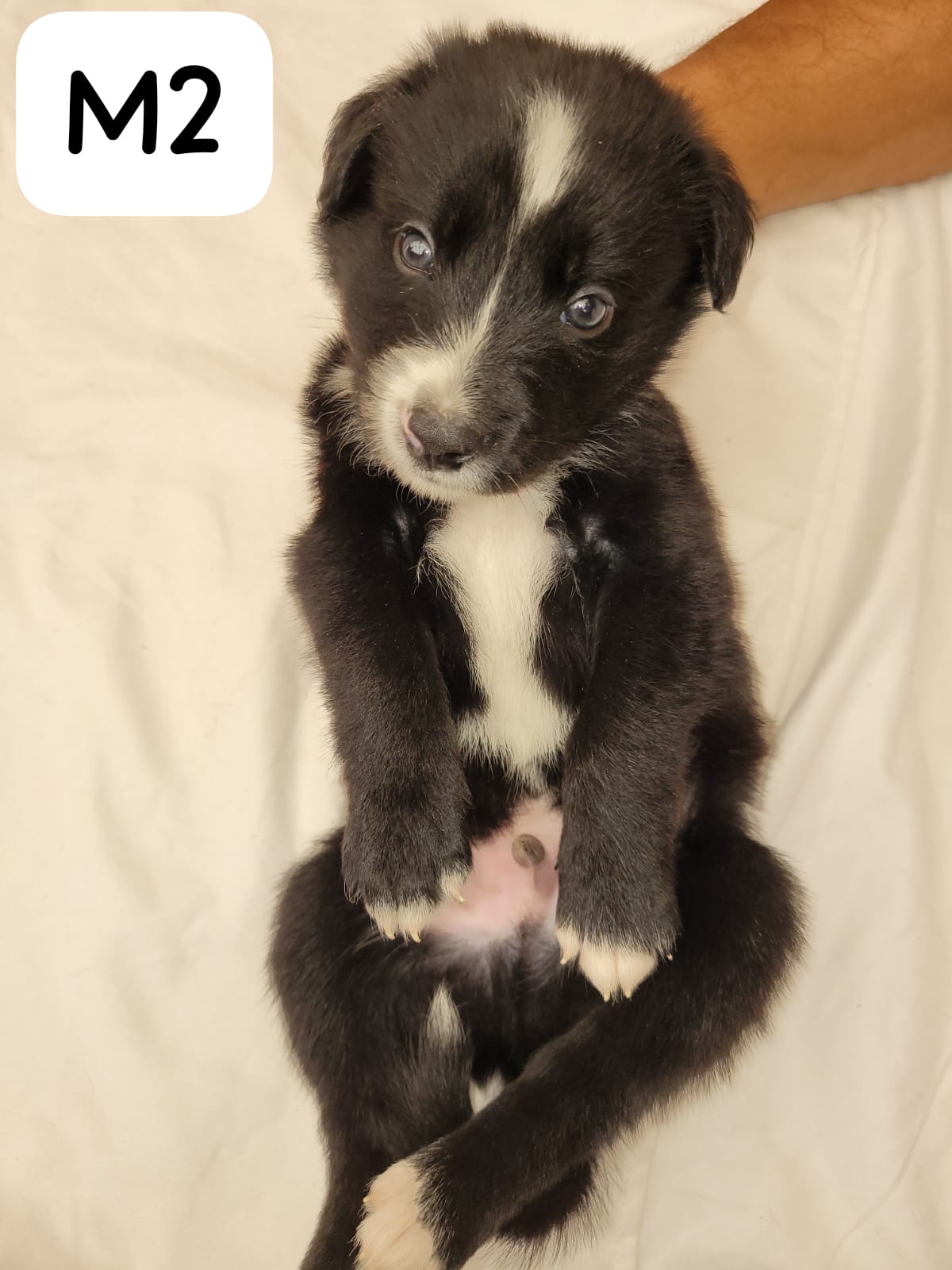 Border Collie Puppies