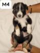 Border Collie Puppies