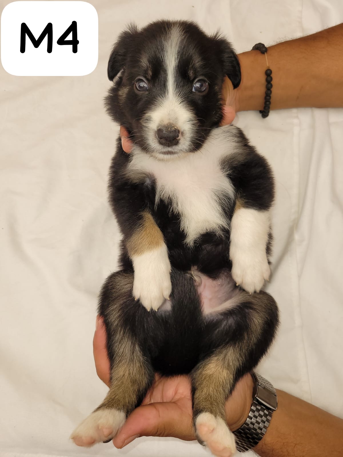 Border Collie Puppies