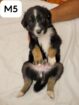 Border Collie Puppies