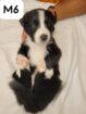 Border Collie Puppies
