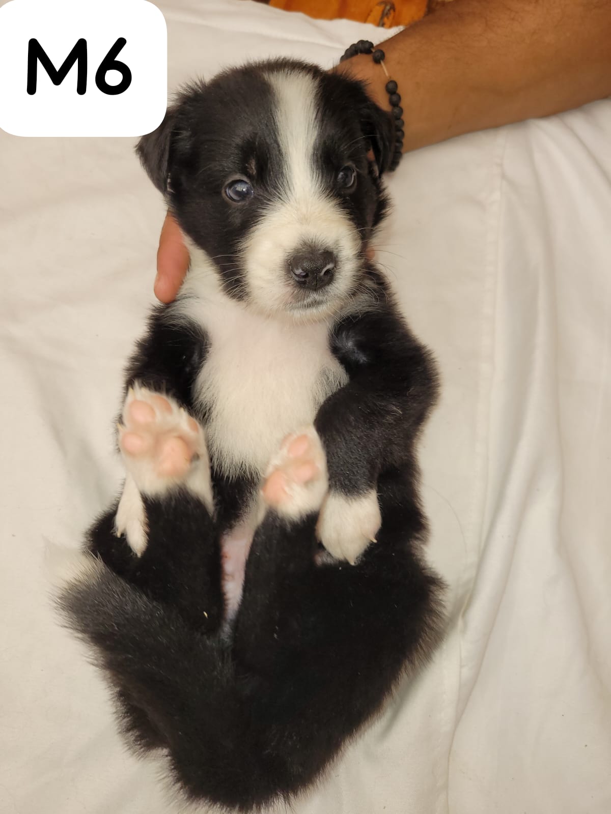 Border Collie Puppies