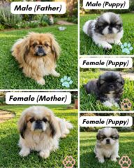 PUPS-1
