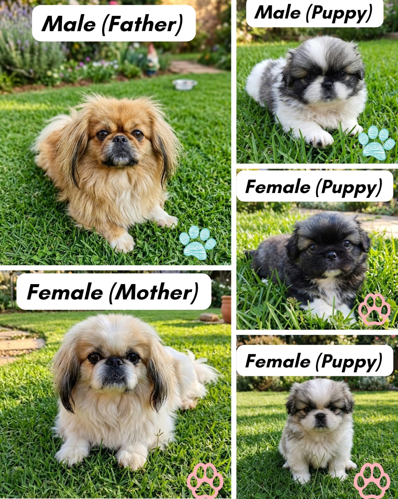 Pekingese pups