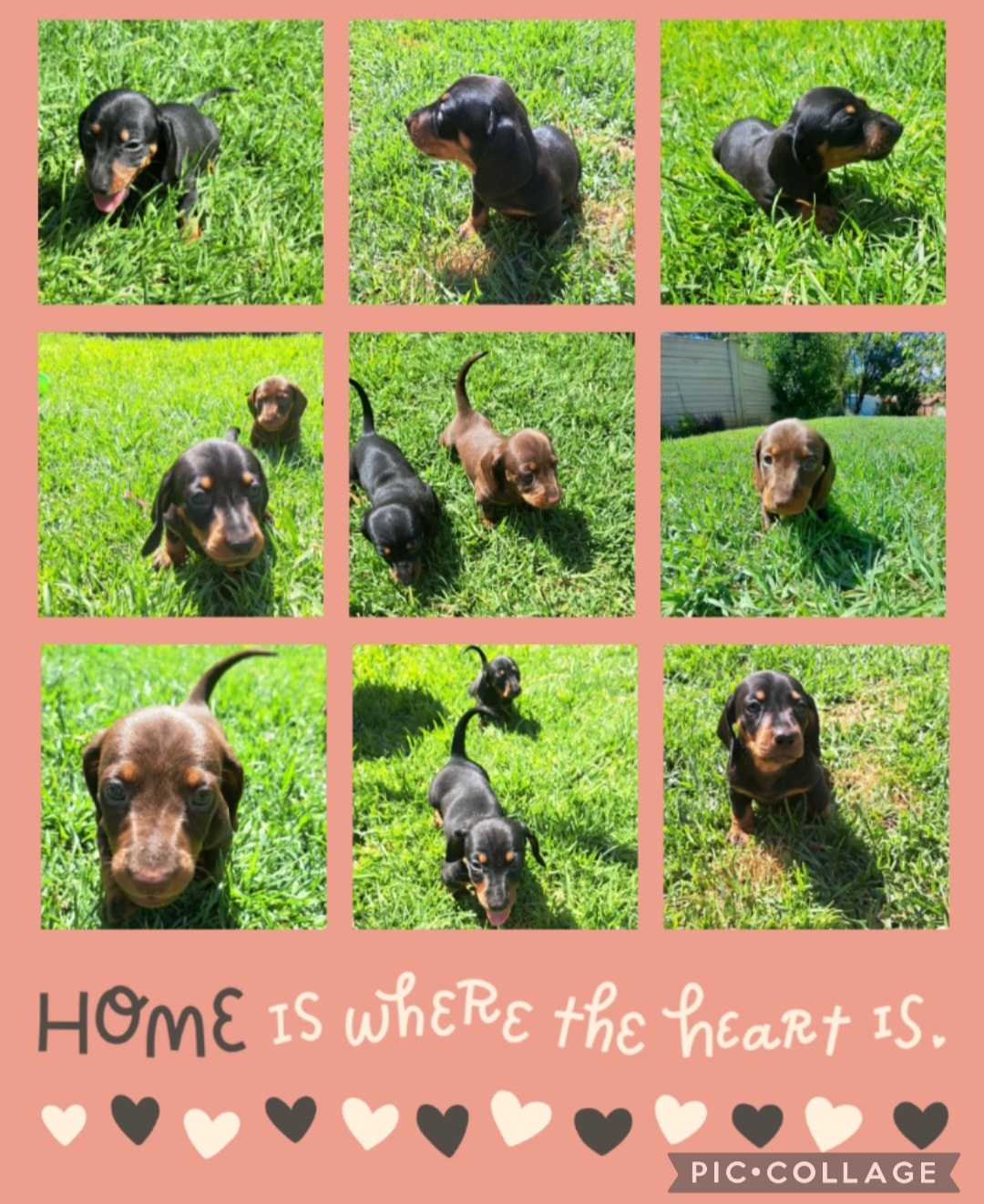 Dachshund