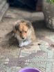 Registered Purebred Rough Collie Puppies – Booking Now for March 2026