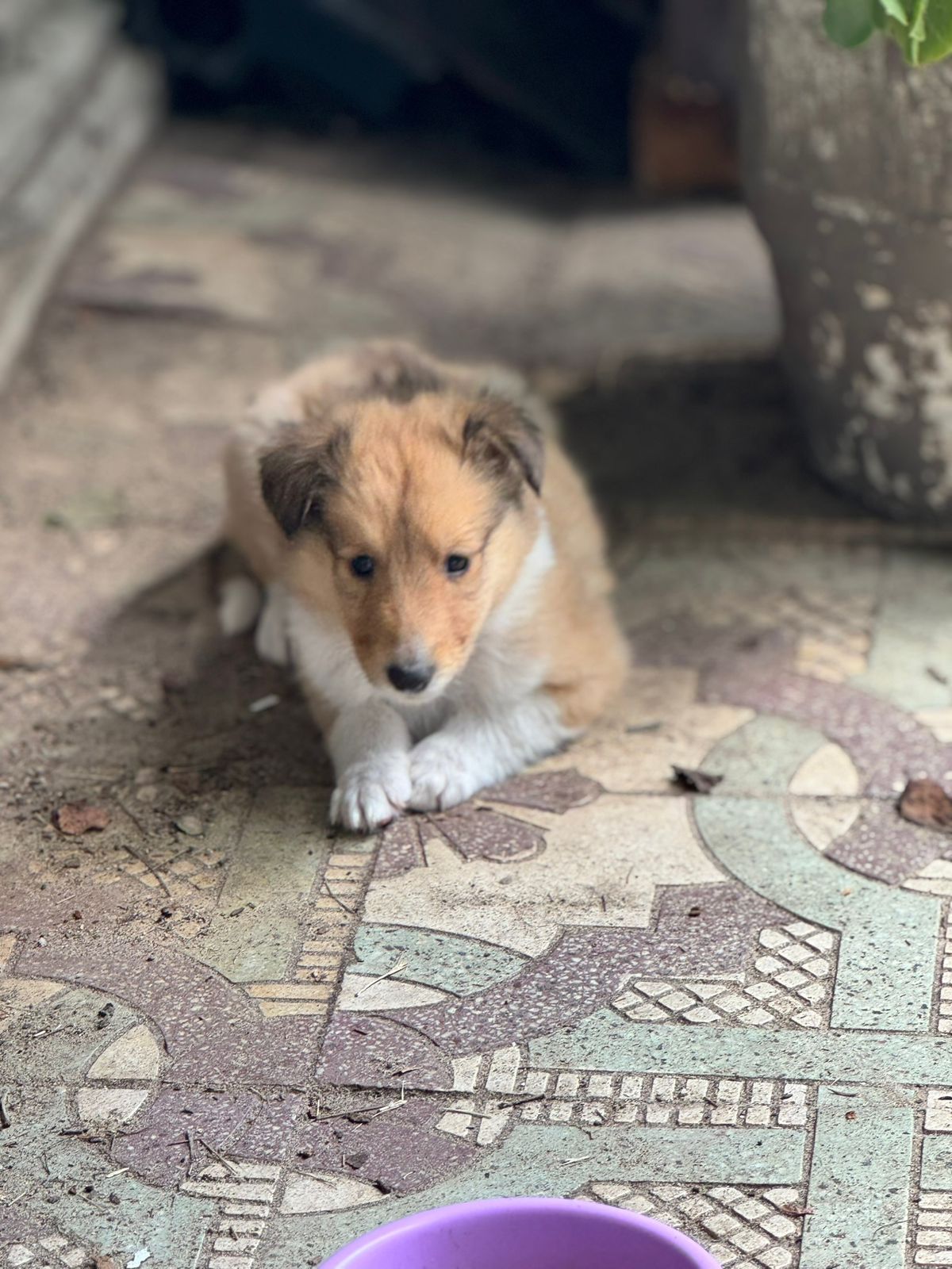 Registered Purebred Rough Collie Puppies – Booking Now for March 2026