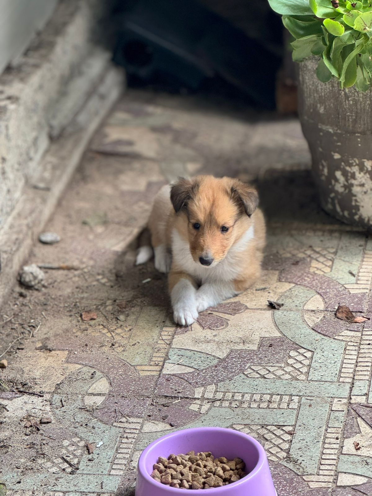 Registered Purebred Rough Collie Puppies – Booking Now for March 2026