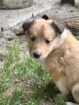 Registered Purebred Rough Collie Puppies – Booking Now for March 2026