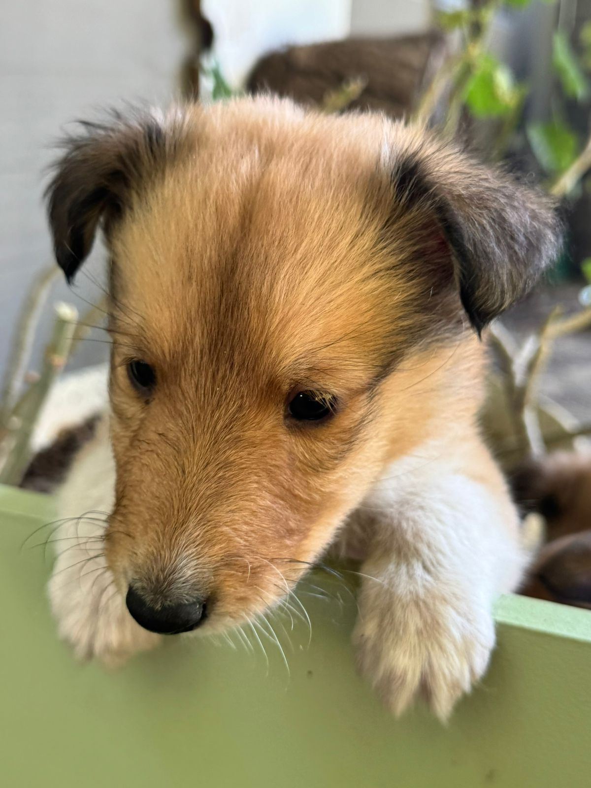 Registered Purebred Rough Collie Puppies – Booking Now for March 2026