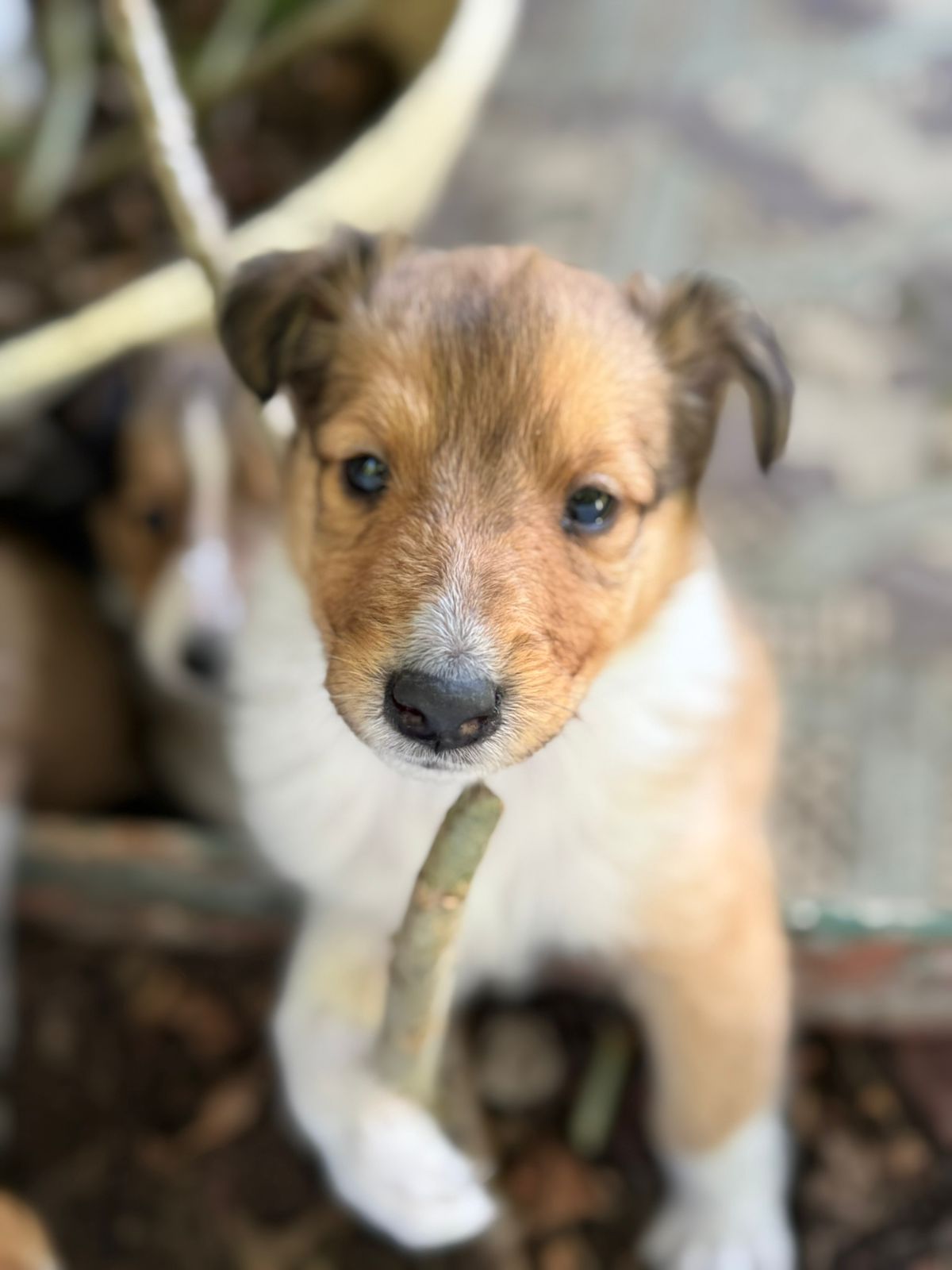 Registered Purebred Rough Collie Puppies – Booking Now for March 2026