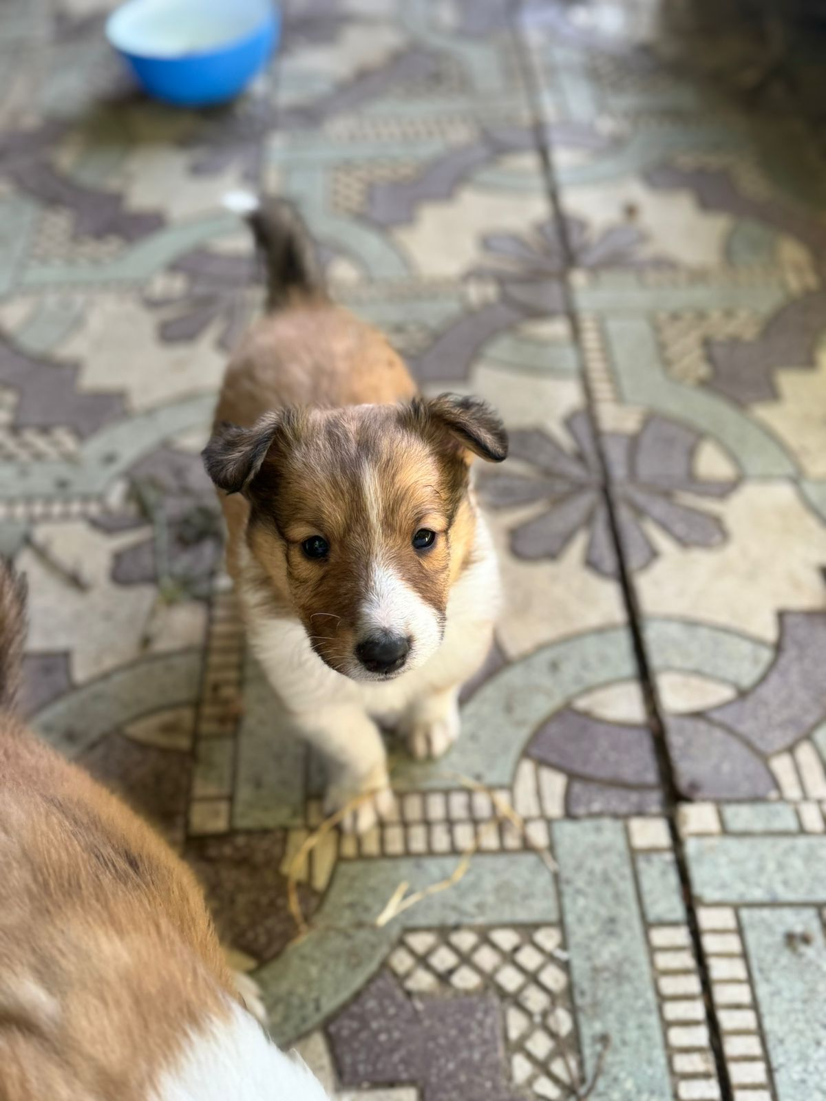 Registered Purebred Rough Collie Puppies – Booking Now for March 2026