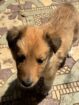Registered Purebred Rough Collie Puppies – Booking Now for March 2026