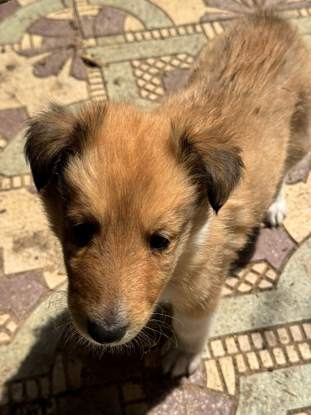 Registered Purebred Rough Collie Puppies – Booking Now for March 2026