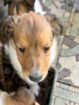 Registered Purebred Rough Collie Puppies – Booking Now for March 2026
