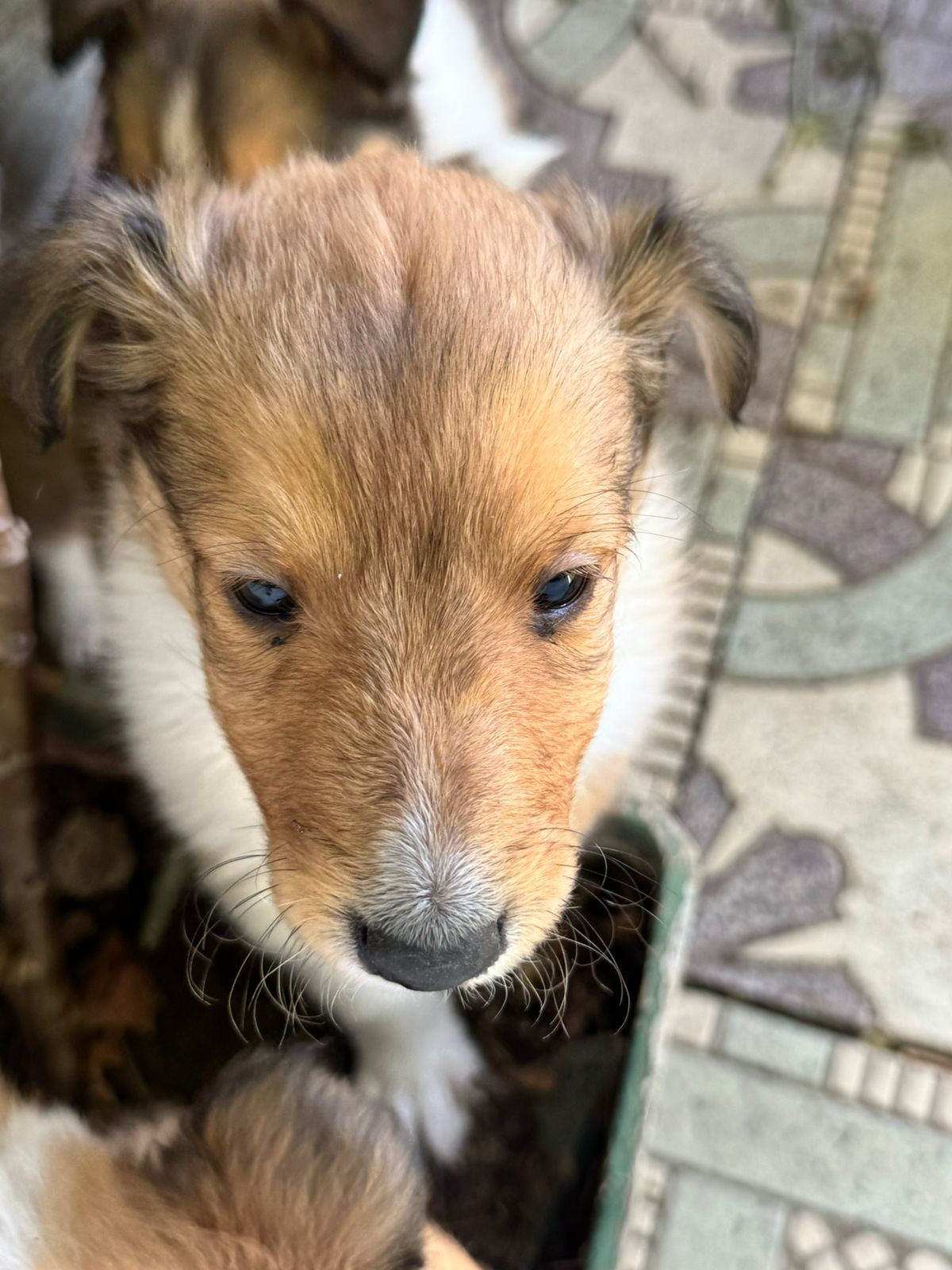 Registered Purebred Rough Collie Puppies – Booking Now for March 2026