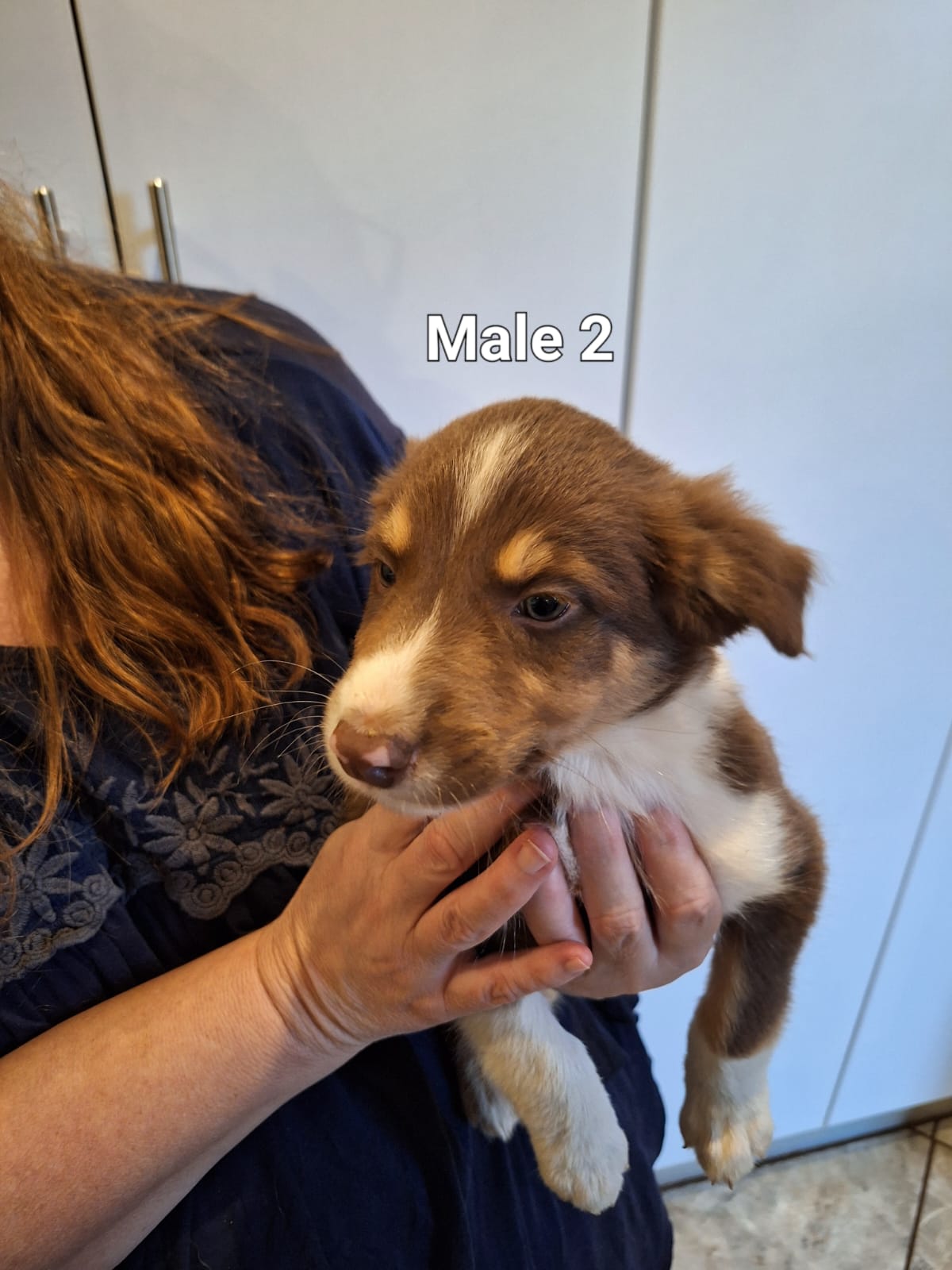 Purebred Tri-Colour Border Collie Puppies – 9 Weeks Old