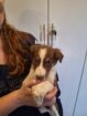 Purebred Tri-Colour Border Collie Puppies – 9 Weeks Old