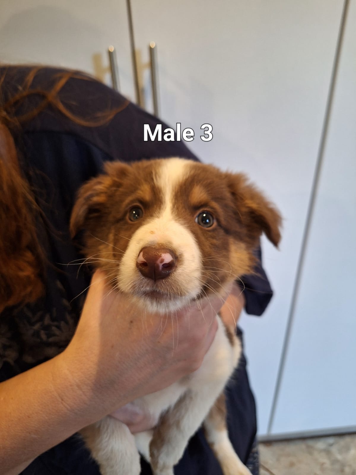 Purebred Tri-Colour Border Collie Puppies – 9 Weeks Old