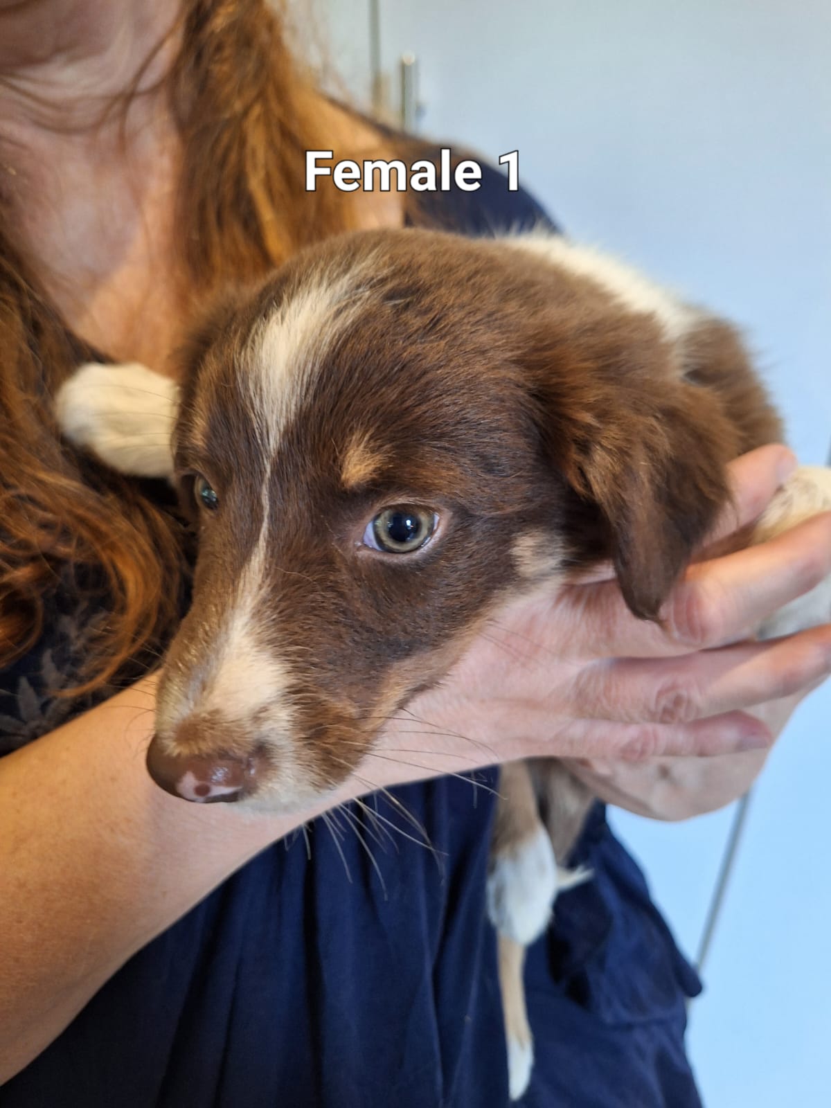 Purebred Tri-Colour Border Collie Puppies – 9 Weeks Old