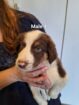 Purebred Tri-Colour Border Collie Puppies – 9 Weeks Old