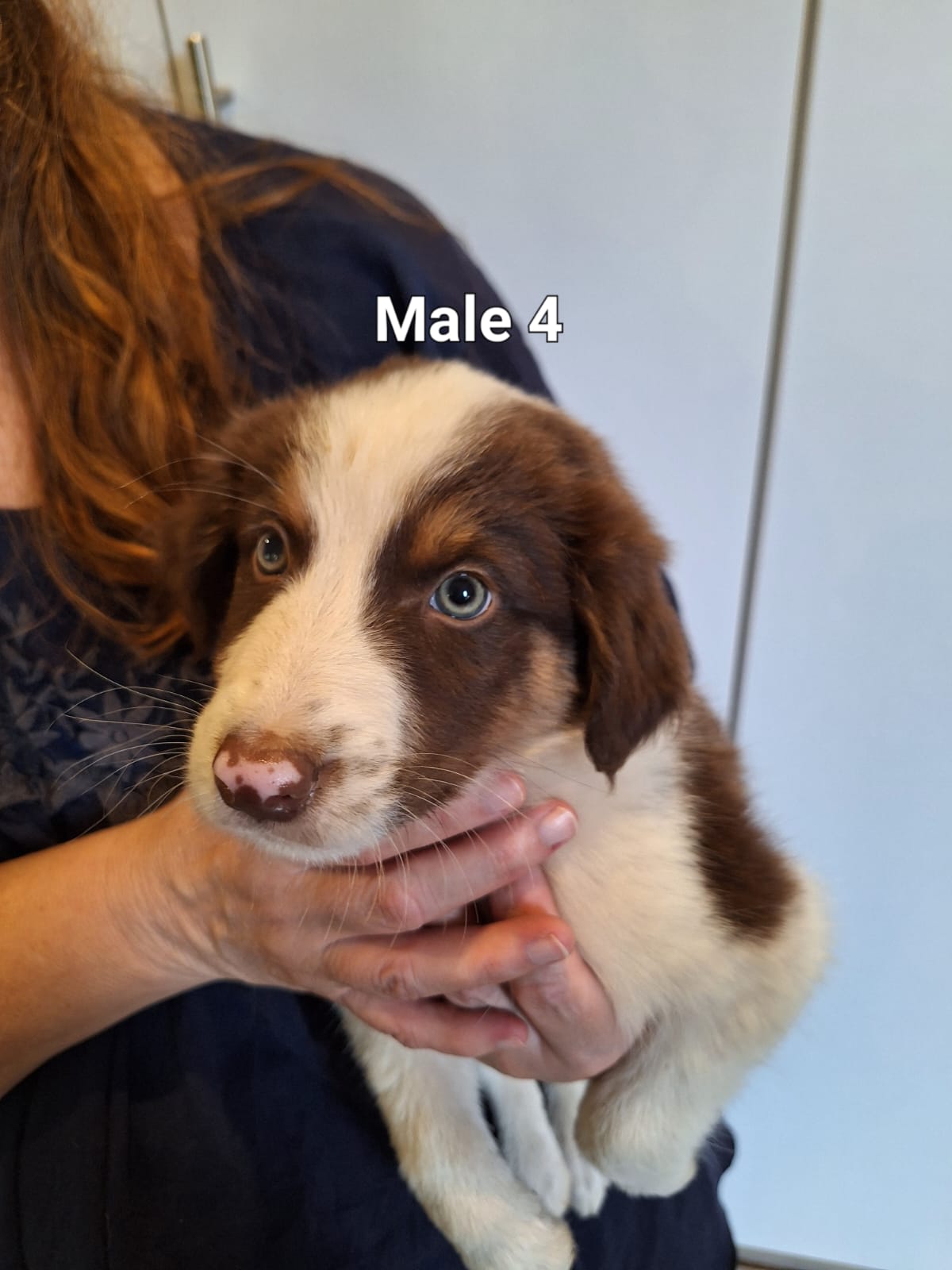 Purebred Tri-Colour Border Collie Puppies – 9 Weeks Old