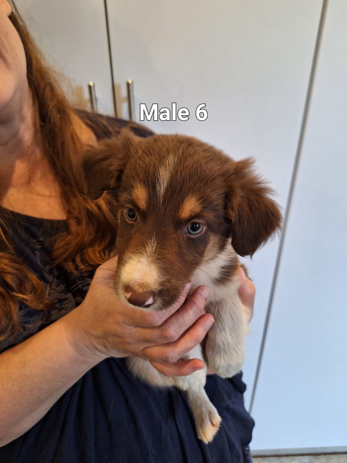 Purebred Tri-Colour Border Collie Puppies – 9 Weeks Old