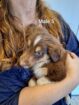 Purebred Tri-Colour Border Collie Puppies – 9 Weeks Old