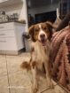 Purebred Tri-Colour Border Collie Puppies – 9 Weeks Old