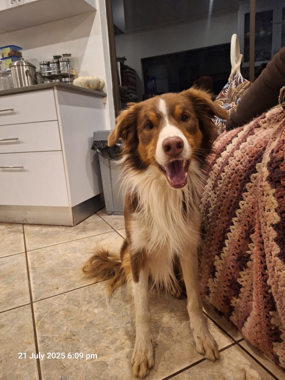 Purebred Tri-Colour Border Collie Puppies – 9 Weeks Old