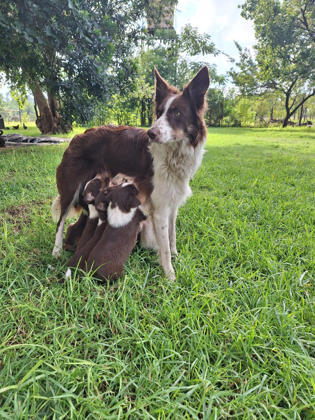 Purebred Tri-Colour Border Collie Puppies – 9 Weeks Old
