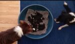 Border Collie Puppies